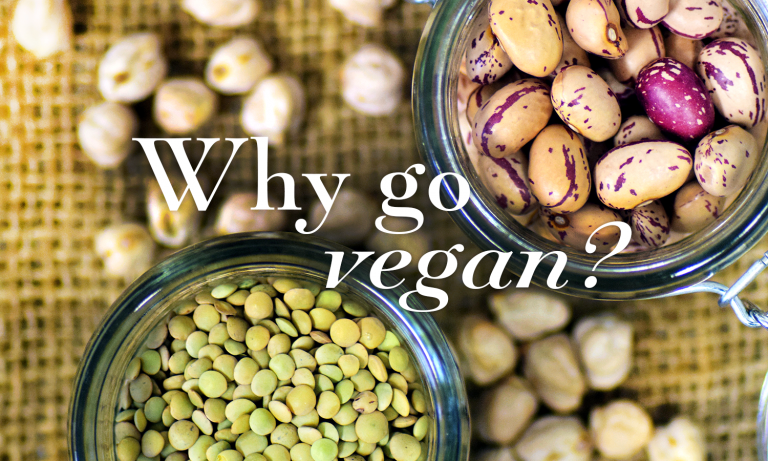 Why Go Vegan Sussex Vegan Blog